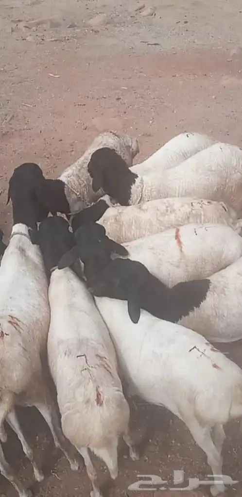 طليان بربري مربى شحم ولحم 1