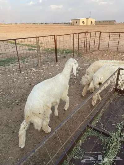 ذبايح 1