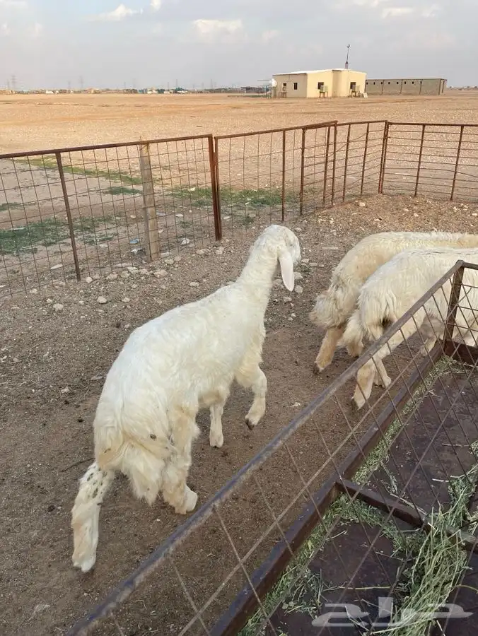 ذبايح 1