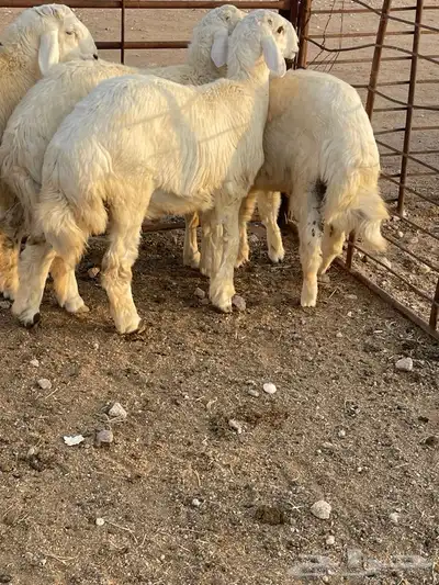 ذبايح 0