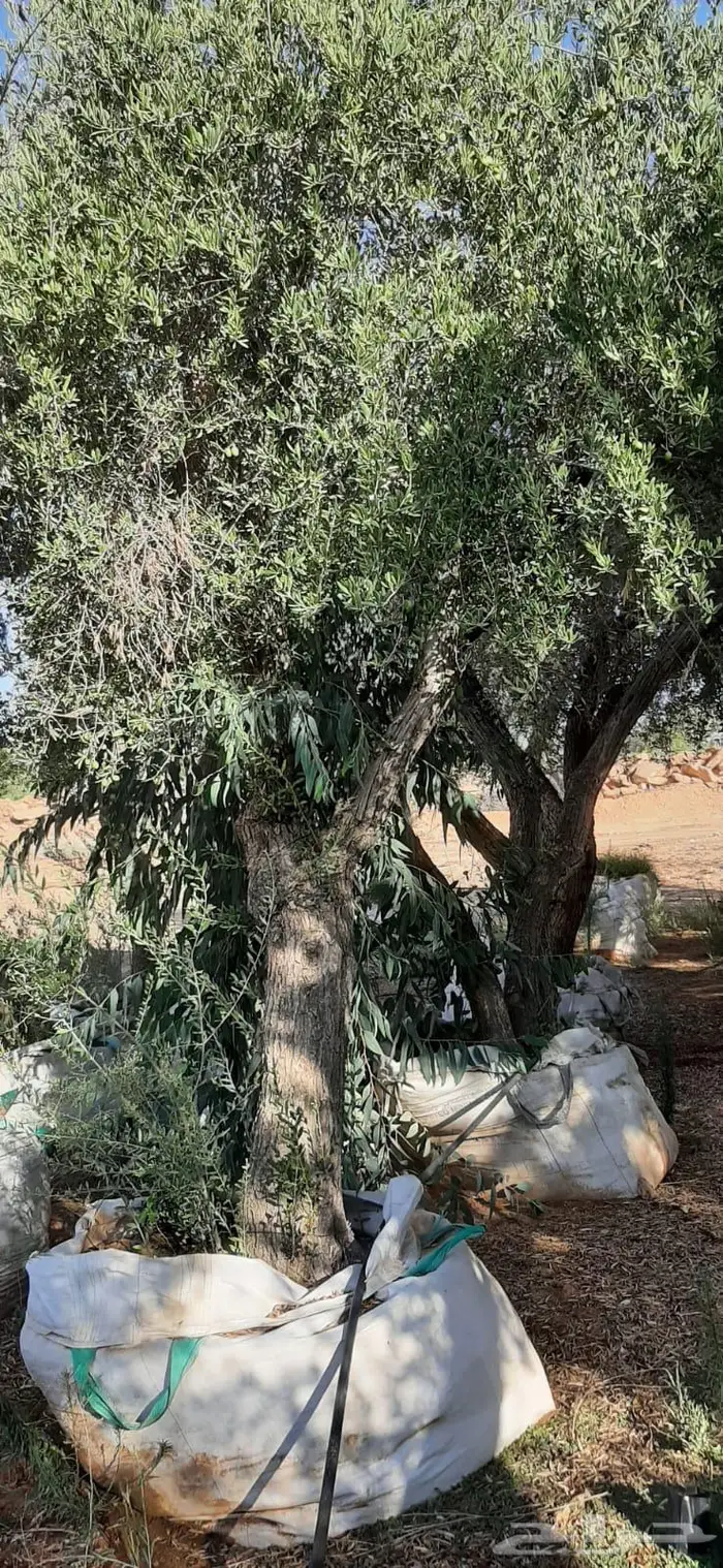 اشجار زيتون جميع مقاسات والانواع من 2 الي 4 متر 18