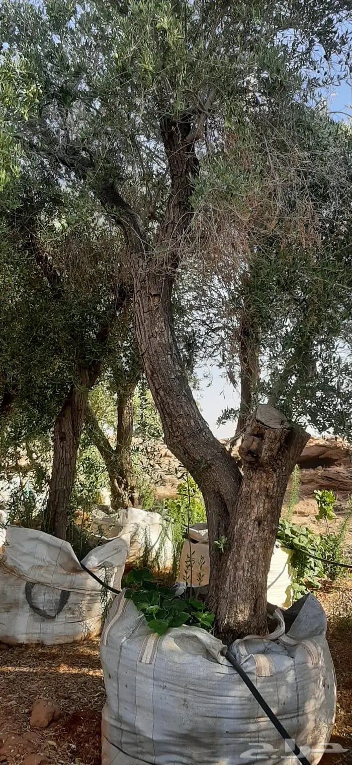 اشجار زيتون جميع مقاسات والانواع من 2 الي 4 متر 19