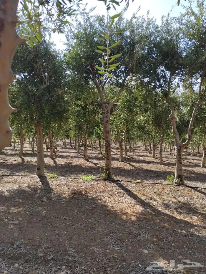 اشجار زيتون جميع مقاسات والانواع من 2 الي 4 متر 0