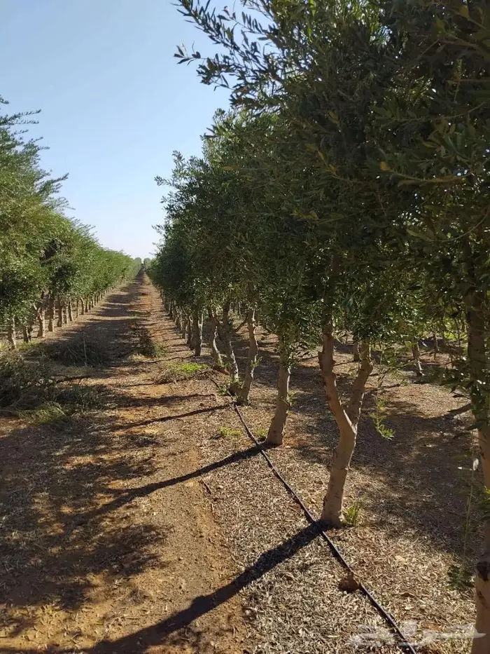 اشجار زيتون جميع مقاسات والانواع من 2 الي 4 متر 1