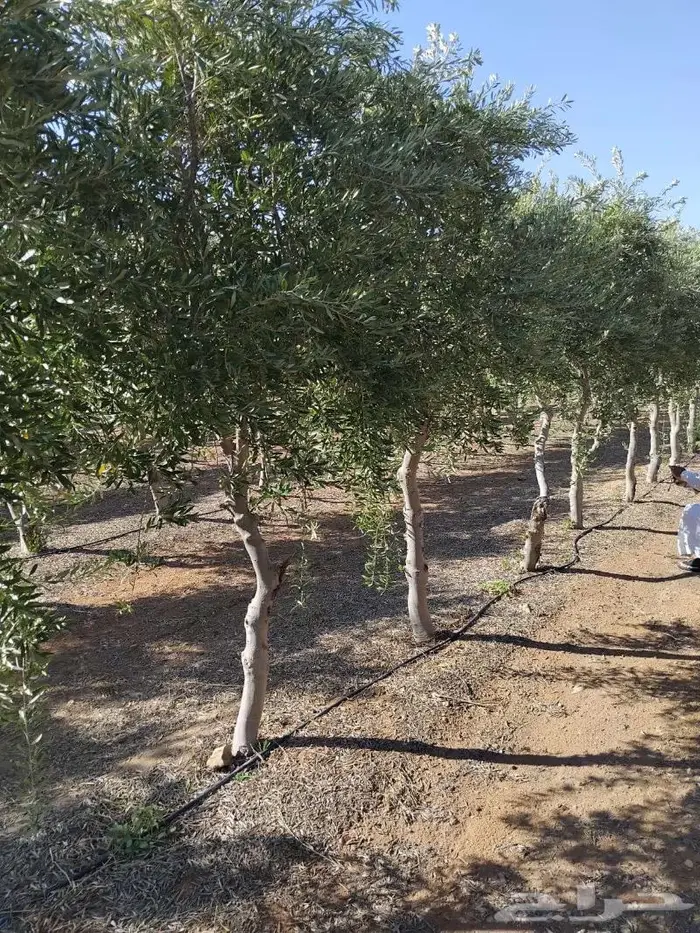 اشجار زيتون جميع مقاسات والانواع من 2 الي 4 متر 2