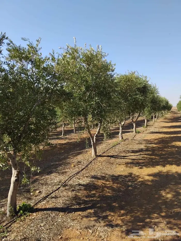 اشجار زيتون جميع مقاسات والانواع من 2 الي 4 متر 3