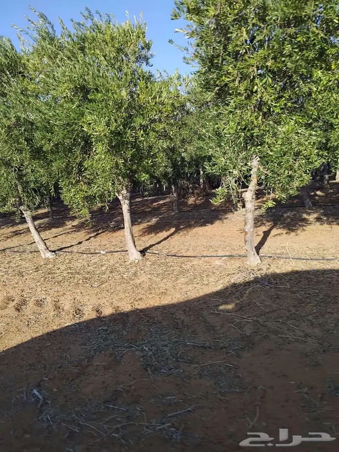 اشجار زيتون جميع مقاسات والانواع من 2 الي 4 متر 4