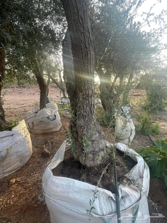 اشجار زيتون جميع مقاسات والانواع من 2 الي 4 متر 6