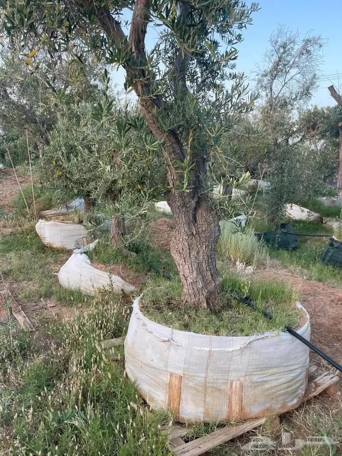 اشجار زيتون جميع مقاسات والانواع من 2 الي 4 متر 10