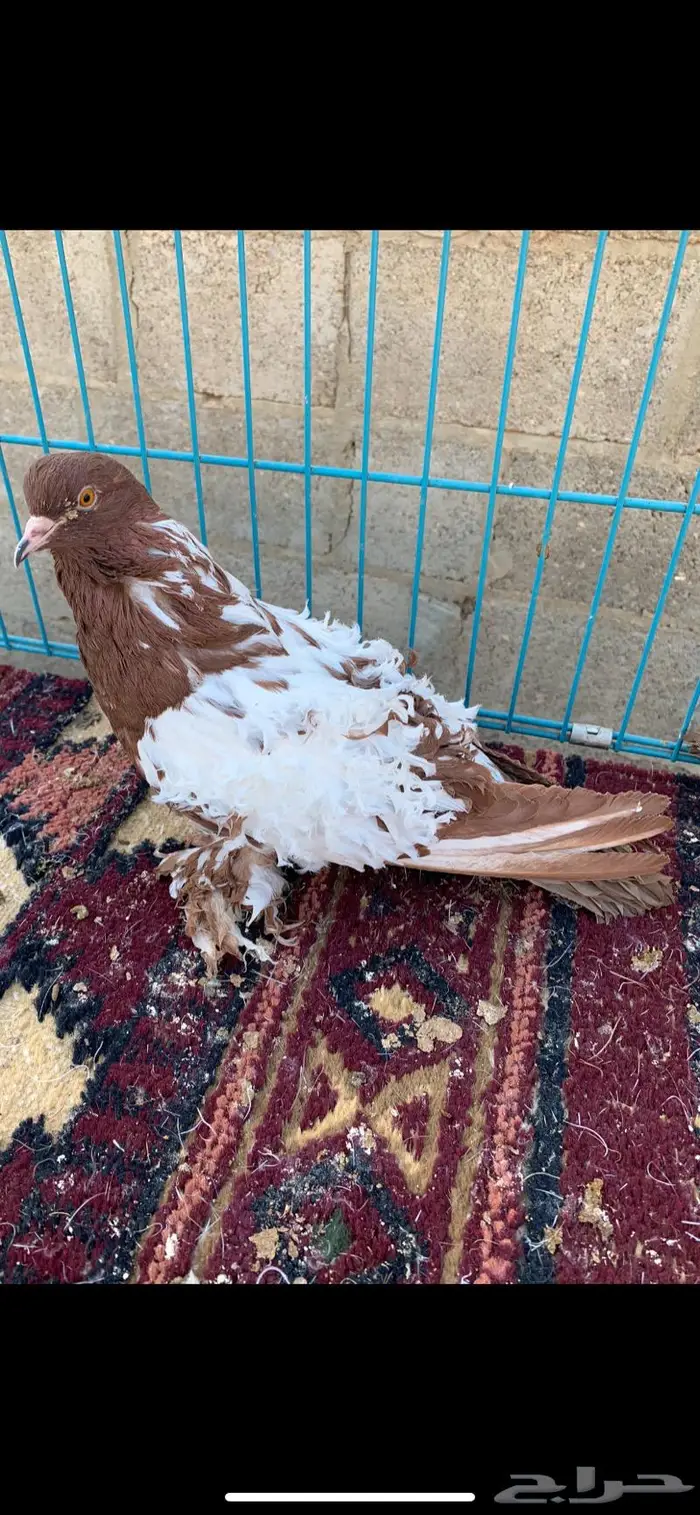 كيرلي وايت سايد 0