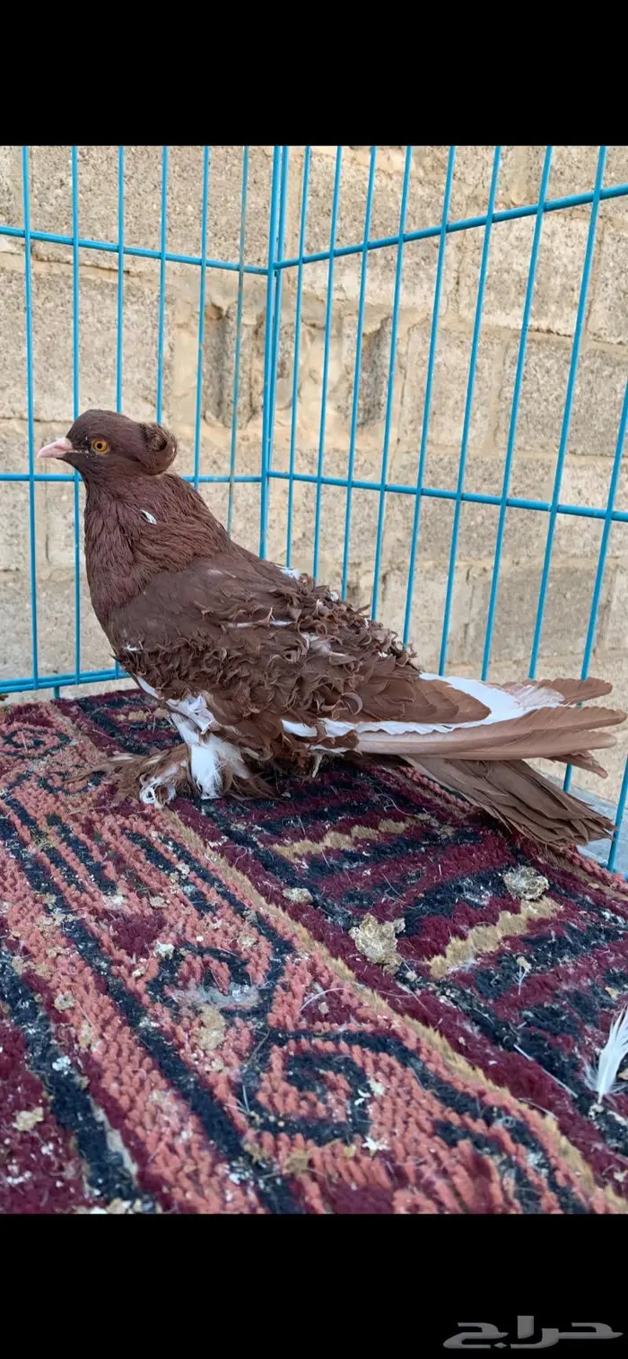 كيرلي وايت سايد 1