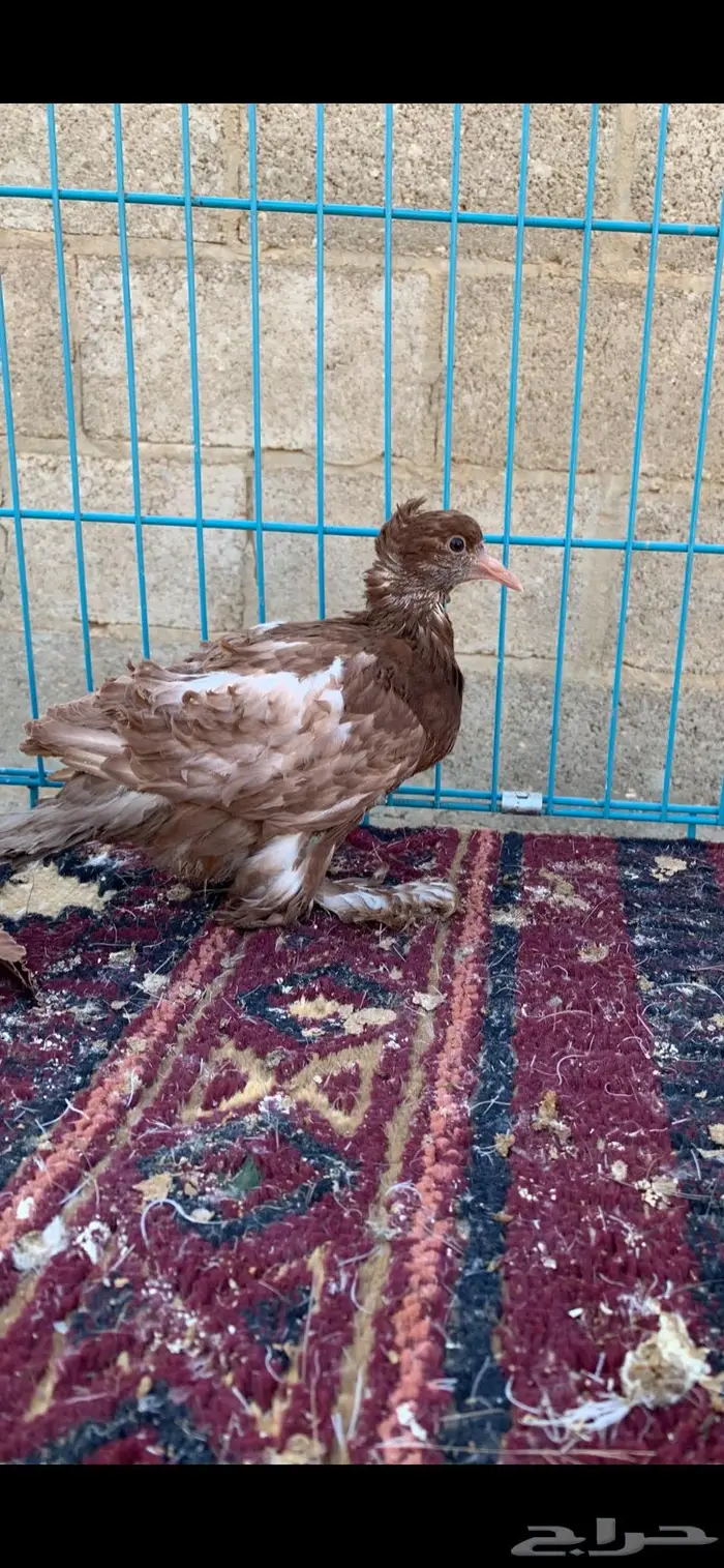 كيرلي وايت سايد 2