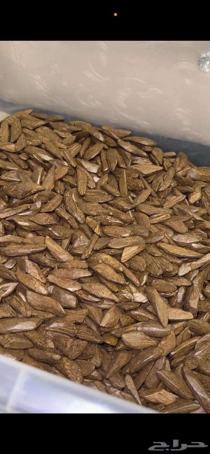 عود موروكي محسن دبل سوبر جملة 1