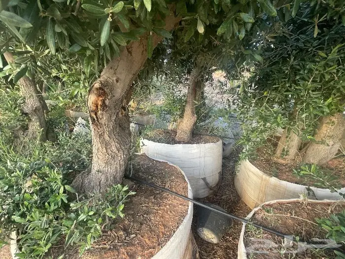 اشجار زيتون جميع مقاسات والانواع من 2 الي 4 متر 14