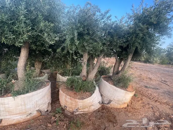اشجار زيتون جميع مقاسات والانواع من 2 الي 4 متر 16