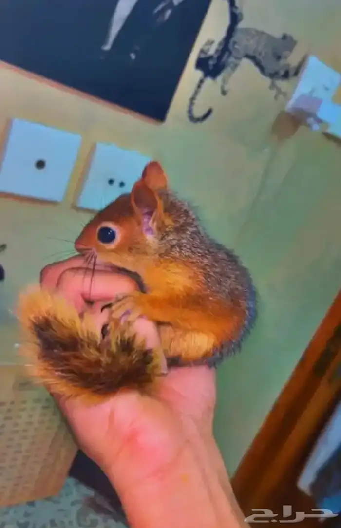 سناجب سوريه 0