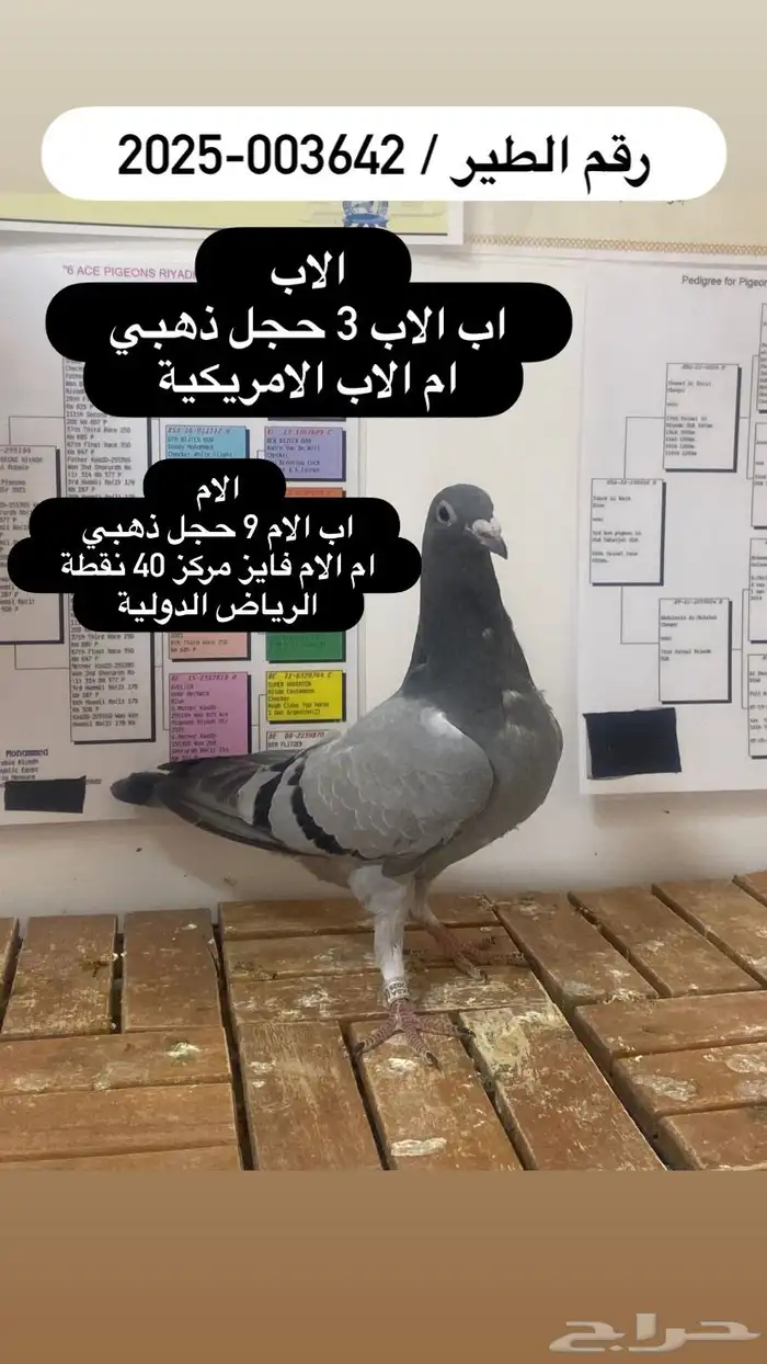 زاجل سباق احفاد الحجول الذهبية فرصة ( تم البيع ) 1