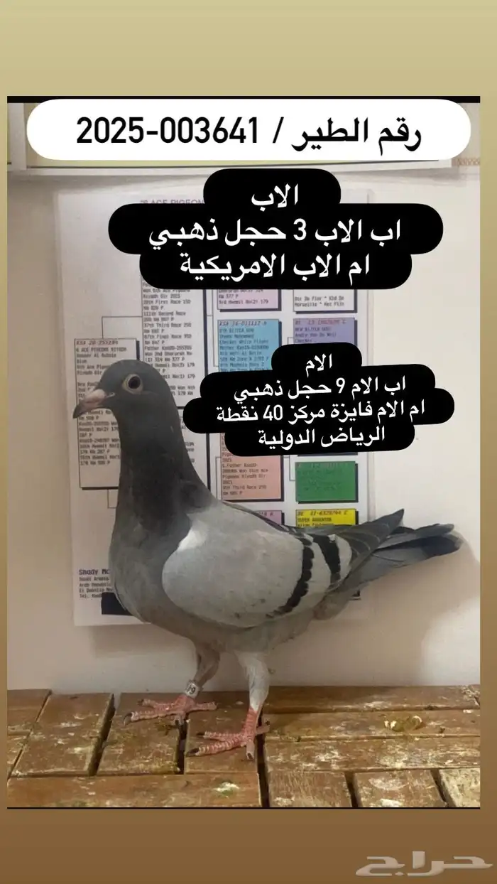 زاجل سباق احفاد الحجول الذهبية فرصة ( تم البيع ) 2