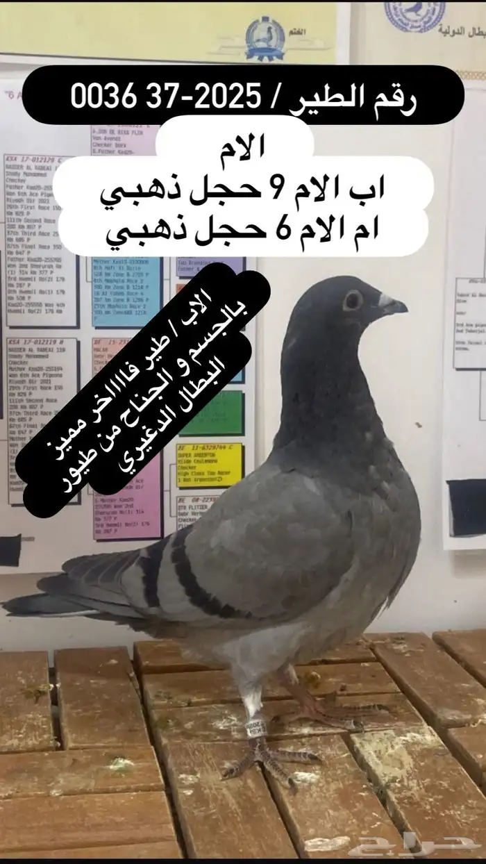 زاجل سباق احفاد الحجول الذهبية فرصة ( تم البيع ) 5