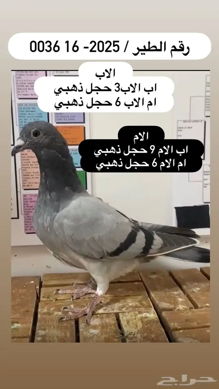 زاجل سباق احفاد الحجول الذهبية فرصة ( تم البيع ) 0