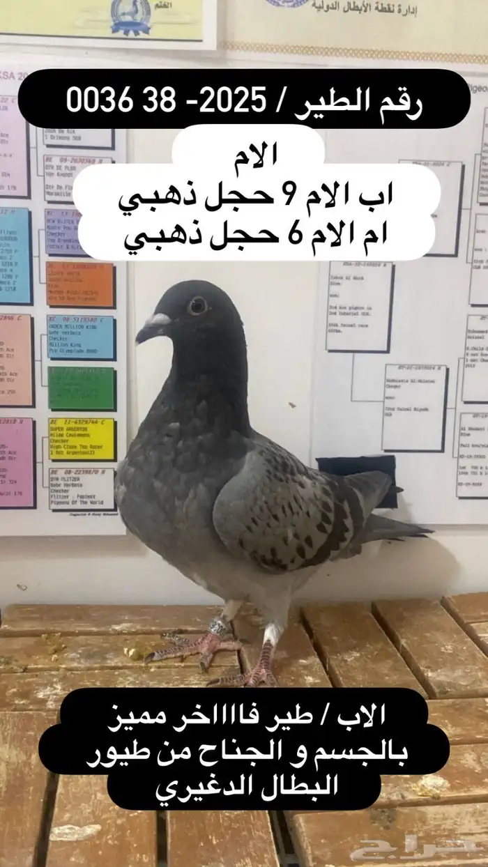زاجل سباق احفاد الحجول الذهبية فرصة ( تم البيع ) 6