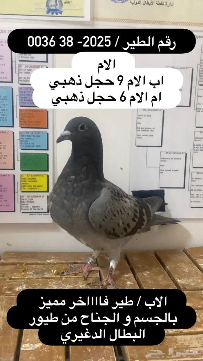 زاجل سباق احفاد الحجول الذهبية فرصة ( تم البيع ) 8