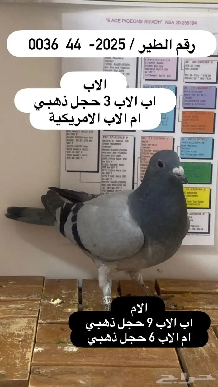 زاجل سباق احفاد الحجول الذهبية فرصة ( تم البيع ) 7