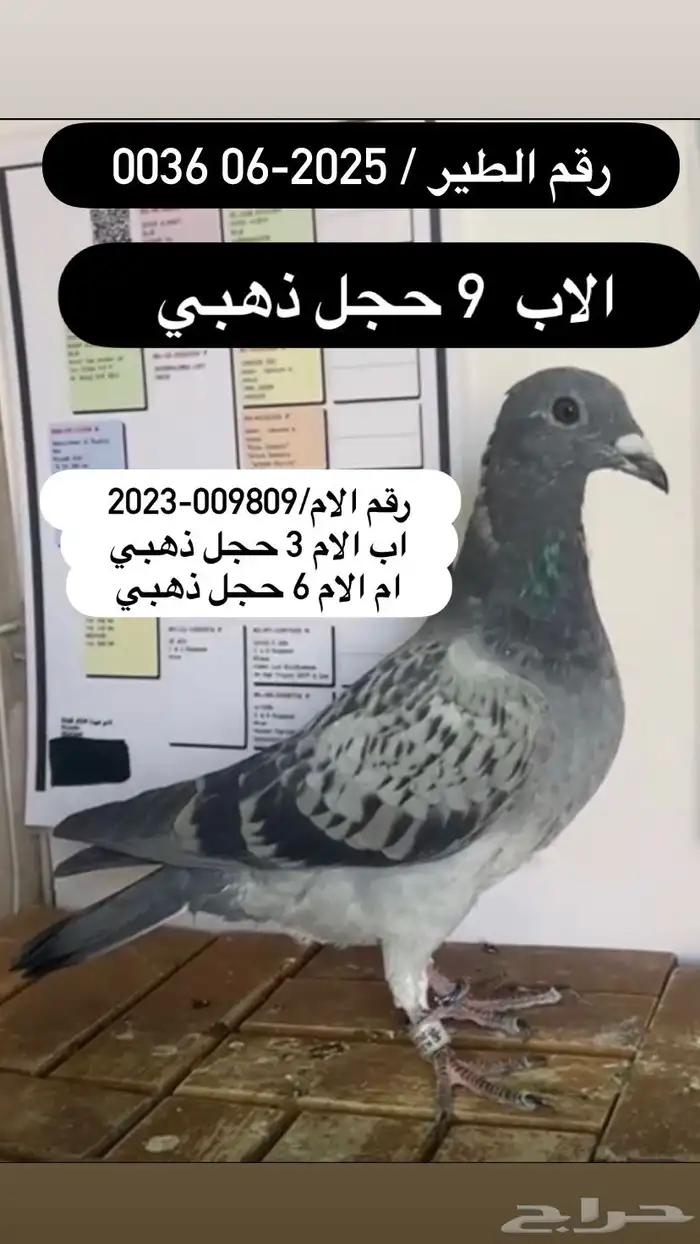 زاجل سباق احفاد الحجول الذهبية فرصة ( تم البيع ) 9