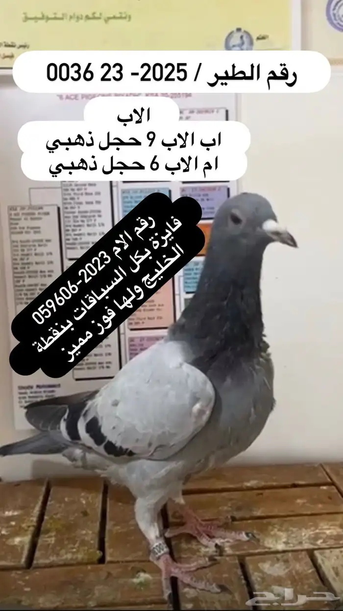 زاجل سباق احفاد الحجول الذهبية فرصة ( تم البيع ) 4