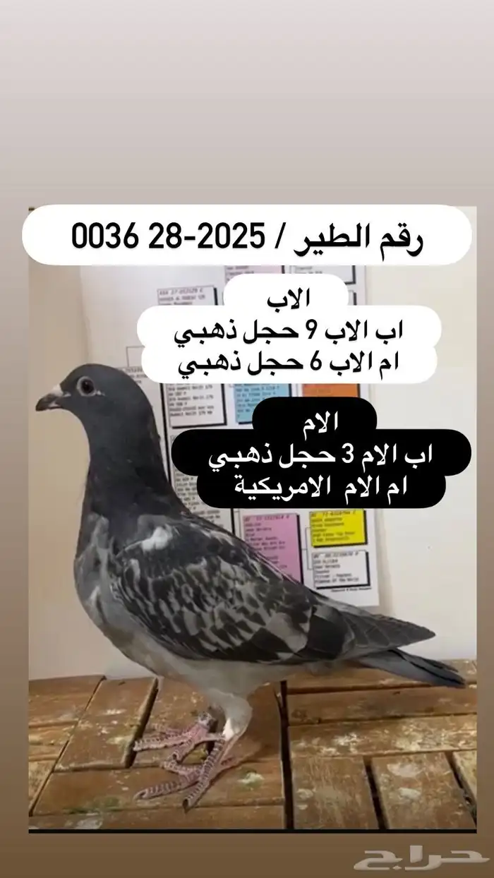 زاجل سباق احفاد الحجول الذهبية فرصة ( تم البيع ) 10