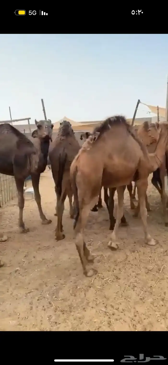 حري نجدي سواكني طائفية وقعدان 25