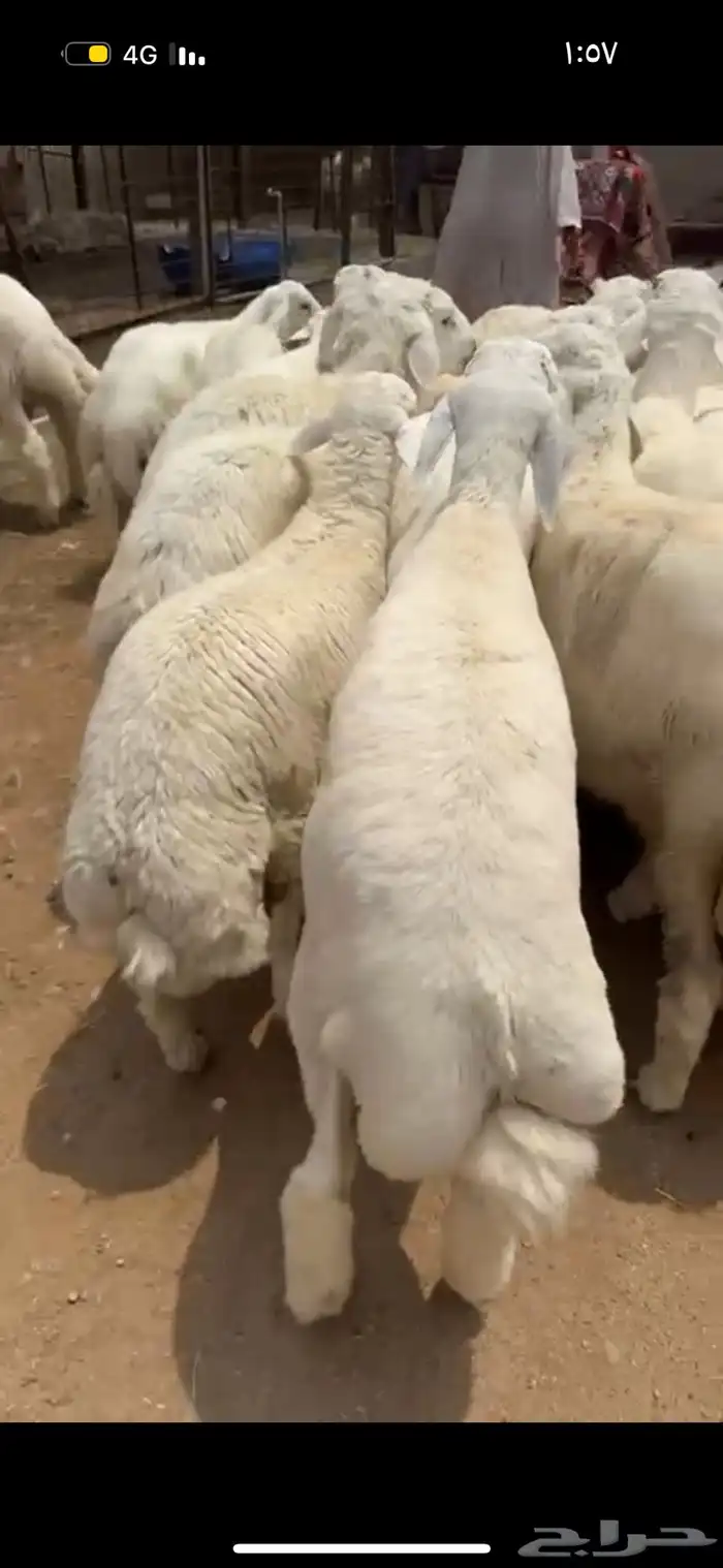 حري نجدي سواكني طائفية وقعدان 20