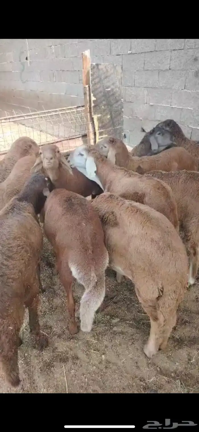 حري نجدي سواكني طائفية وقعدان 9