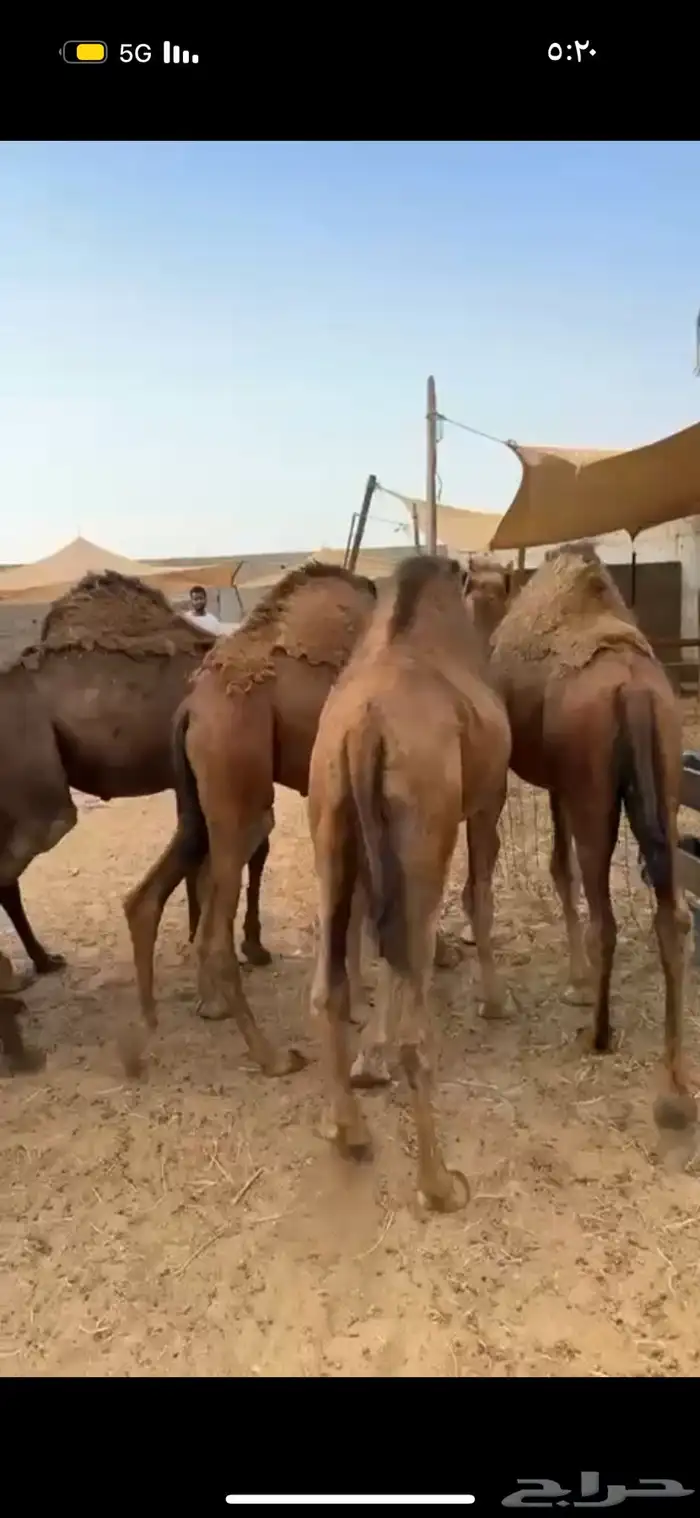 حري نجدي سواكني طائفية وقعدان 24