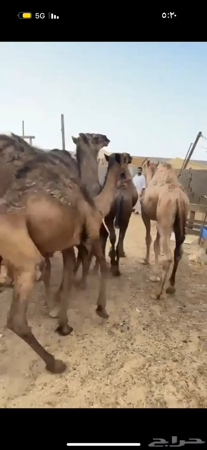 حري نجدي سواكني طائفية وقعدان 27