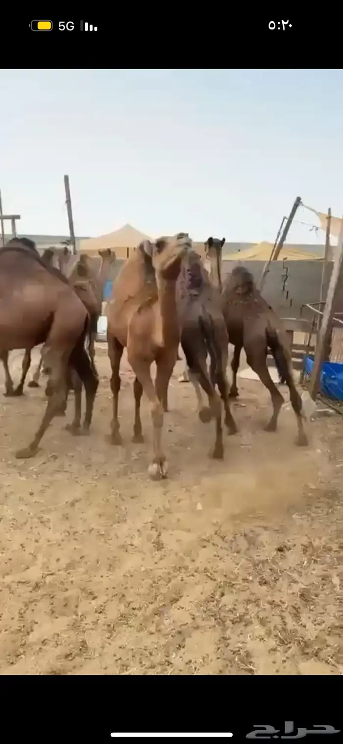 حري نجدي سواكني طائفية وقعدان 26