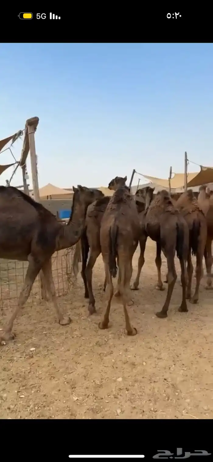 حري نجدي سواكني طائفية وقعدان 22