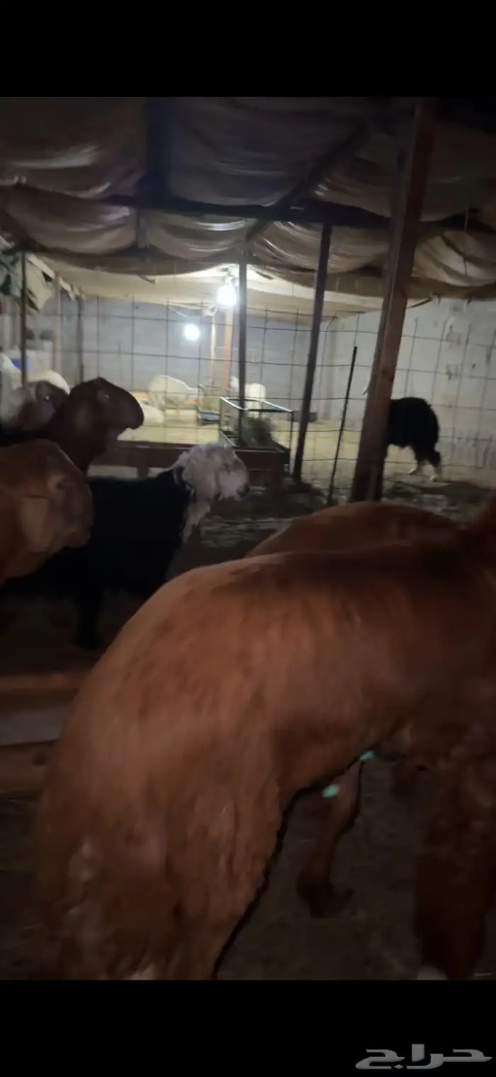 حري نجدي سواكني طائفية وقعدان 14
