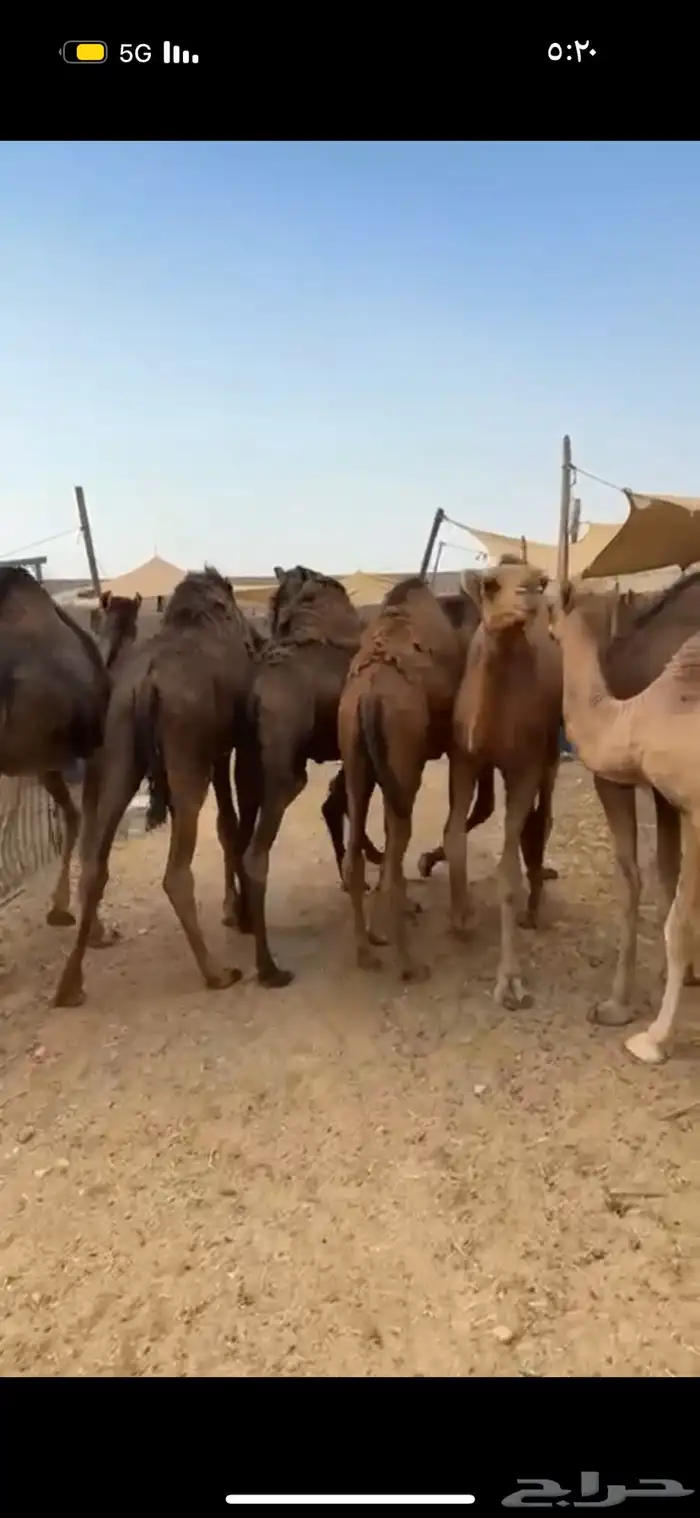 حري نجدي سواكني طائفية وقعدان 23