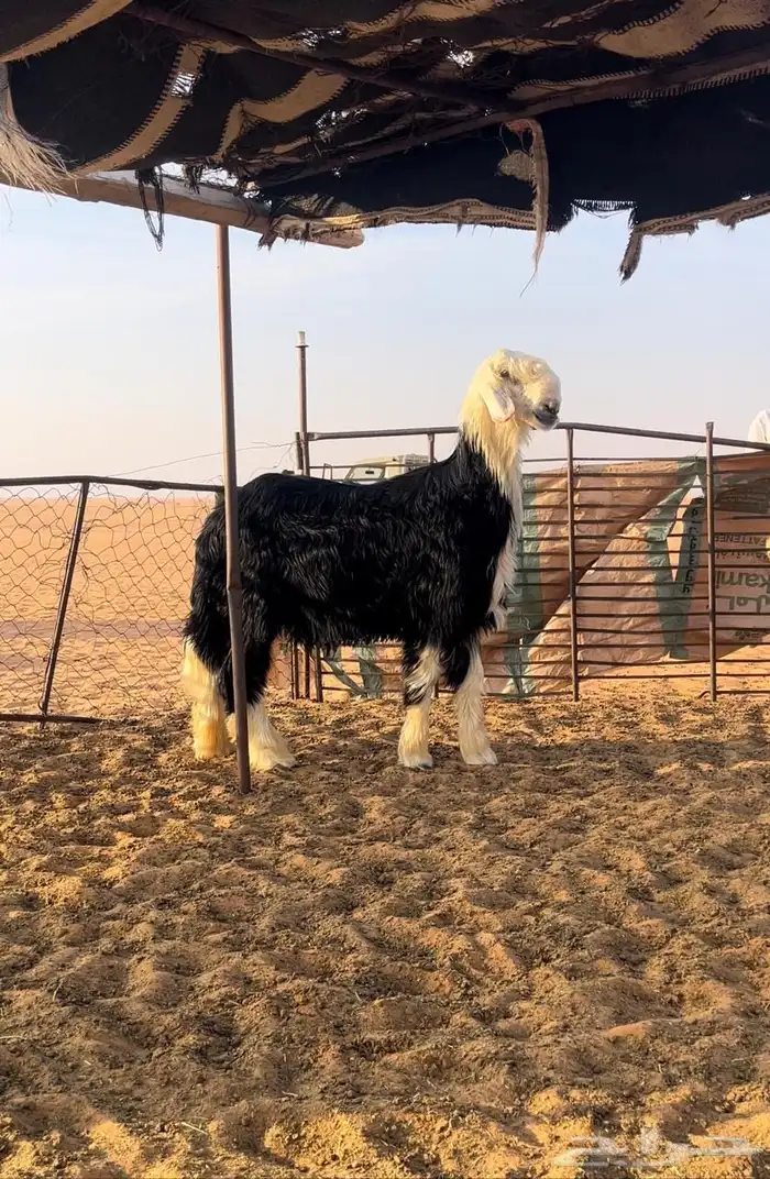 للبيع طلي مشروع فحل 0