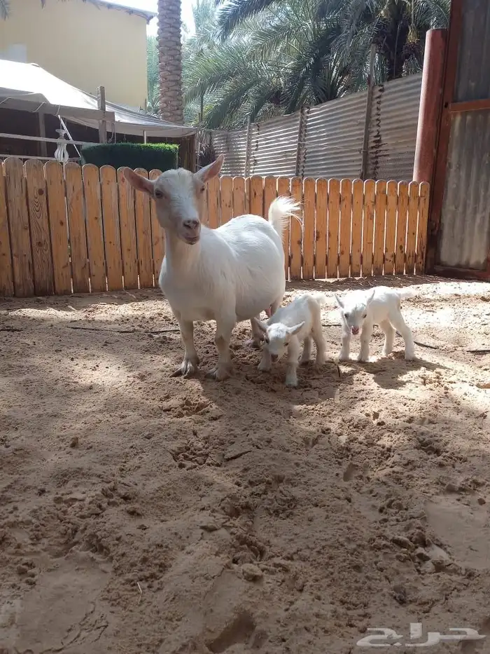 الماعز القزم 0