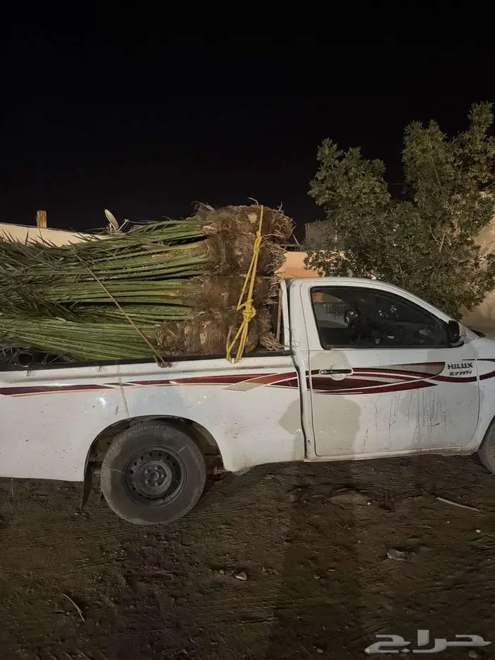 نخيل لبيع 3