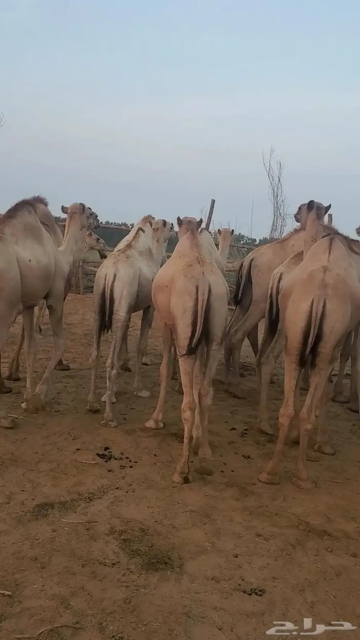 جمال صومالي تربيه سمين 2