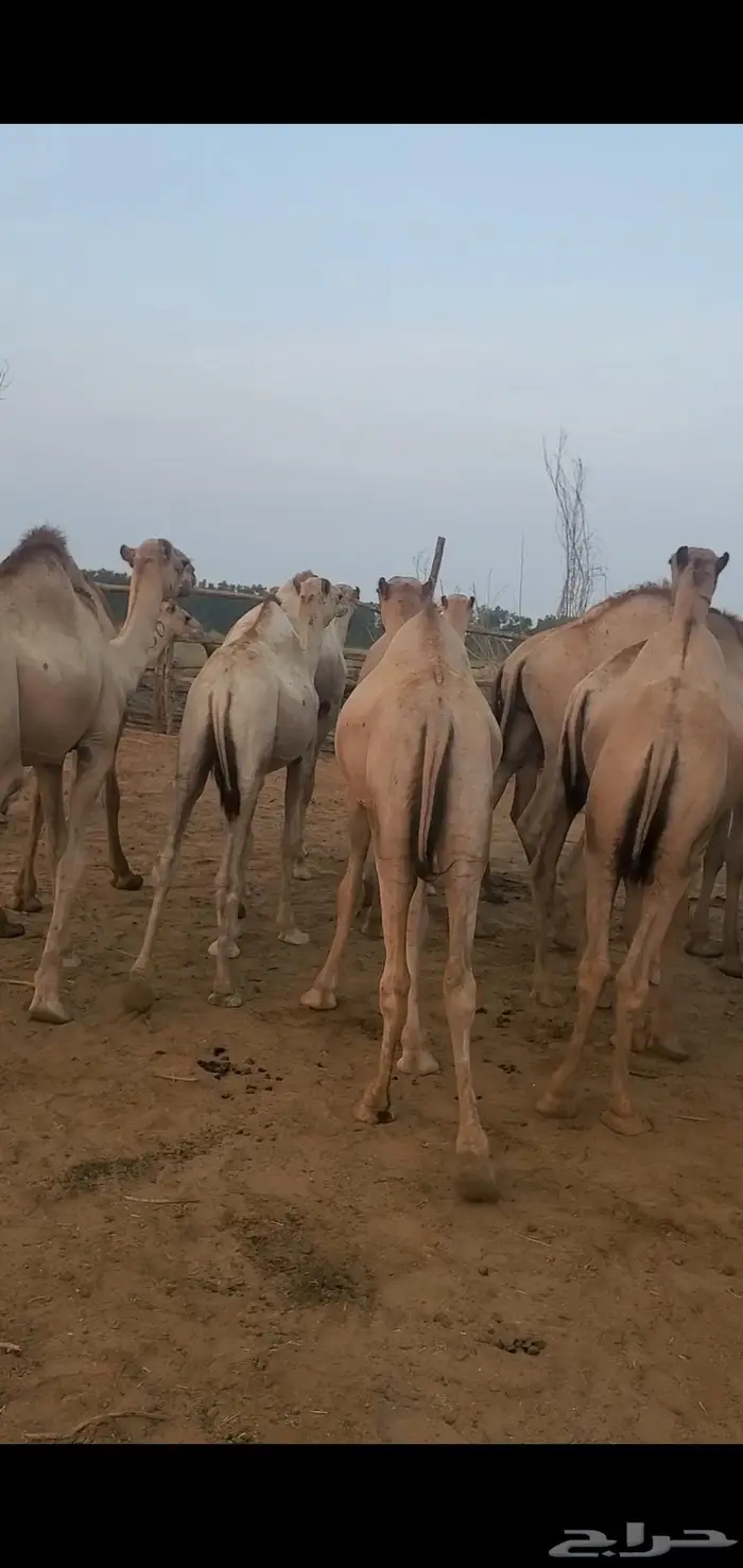 جمال صومالي تربيه سمين 0