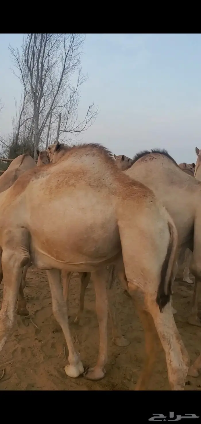 جمال صومالي تربيه سمين 1