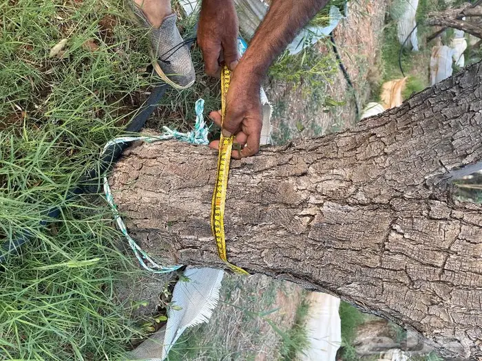 اشجار زيتون جميع مقاسات والانواع من 2 الي 4 متر 5