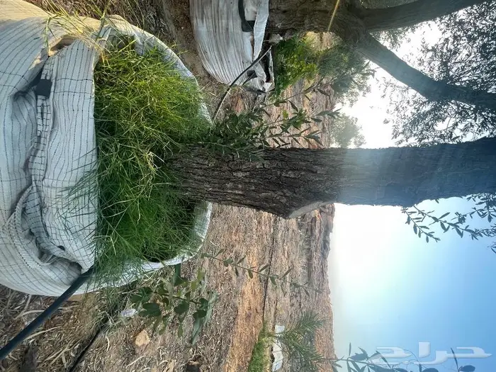 اشجار زيتون جميع مقاسات والانواع من 2 الي 4 متر 11