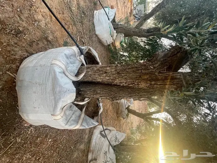 اشجار زيتون جميع مقاسات والانواع من 2 الي 4 متر 13