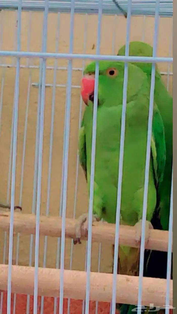 زوج ببغاء الدره 2