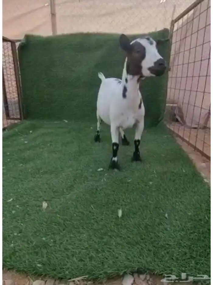 الماعز القزم 8